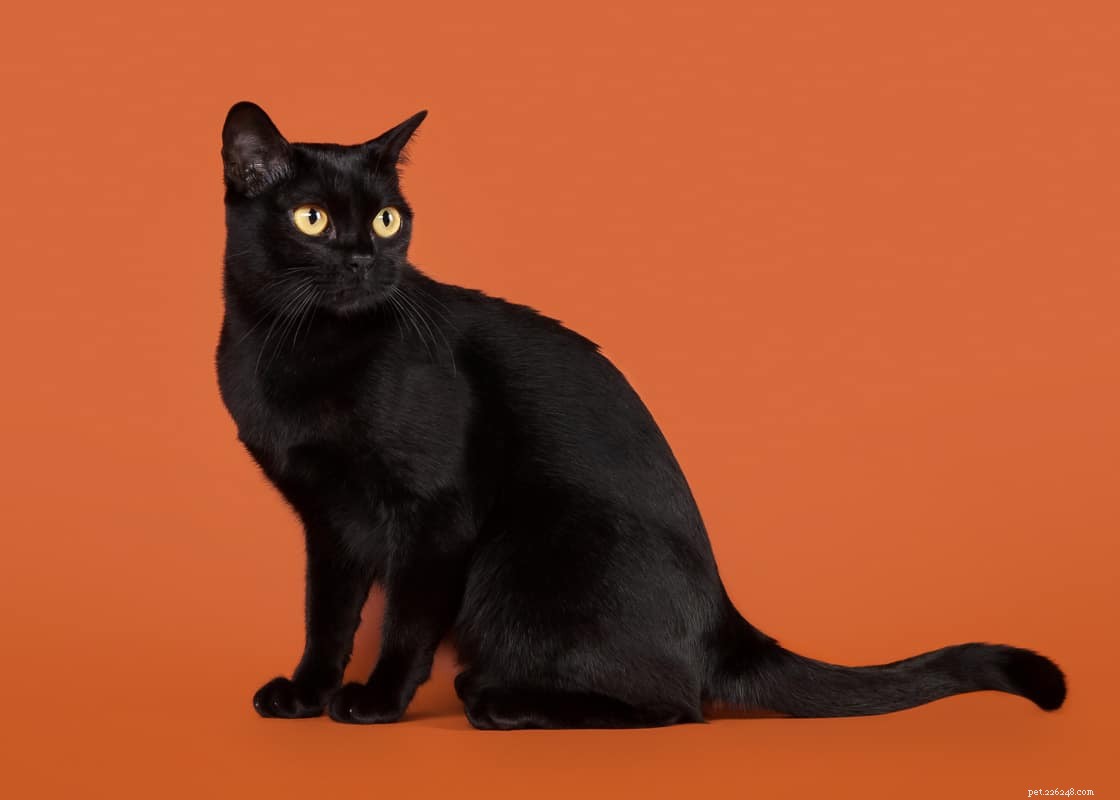 10 Adorable Flat-Faced Cat Breeds Perfect for Cuddles
