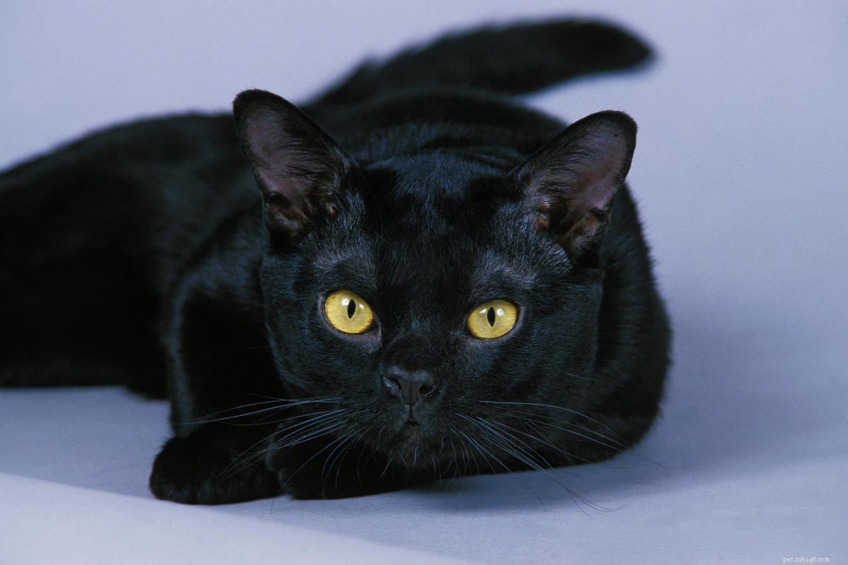 10 Adorable Flat-Faced Cat Breeds Perfect for Cuddles