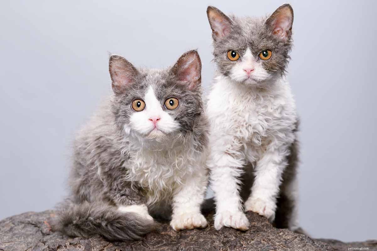 10 Adorable Flat-Faced Cat Breeds Perfect for Cuddles