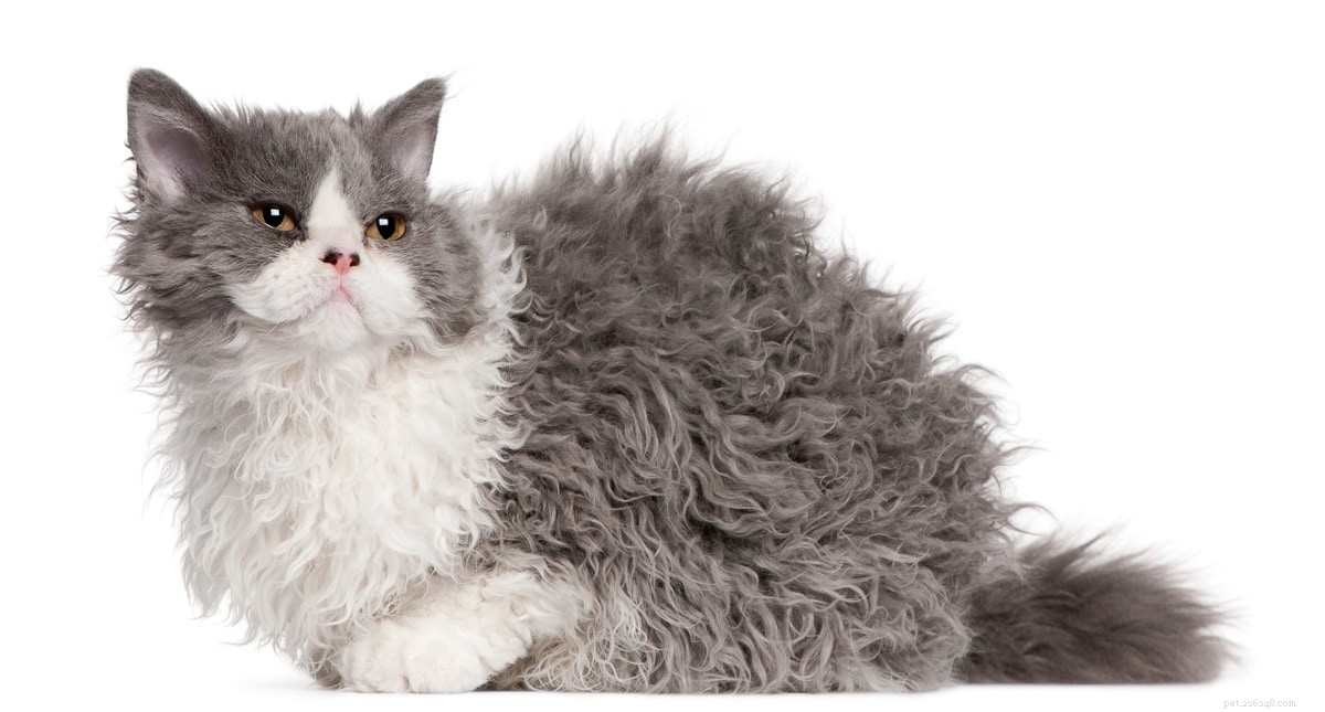 10 Adorable Flat-Faced Cat Breeds Perfect for Cuddles