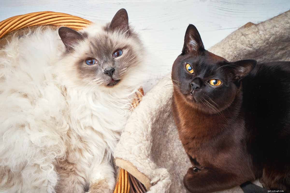 10 Adorable Flat-Faced Cat Breeds Perfect for Cuddles