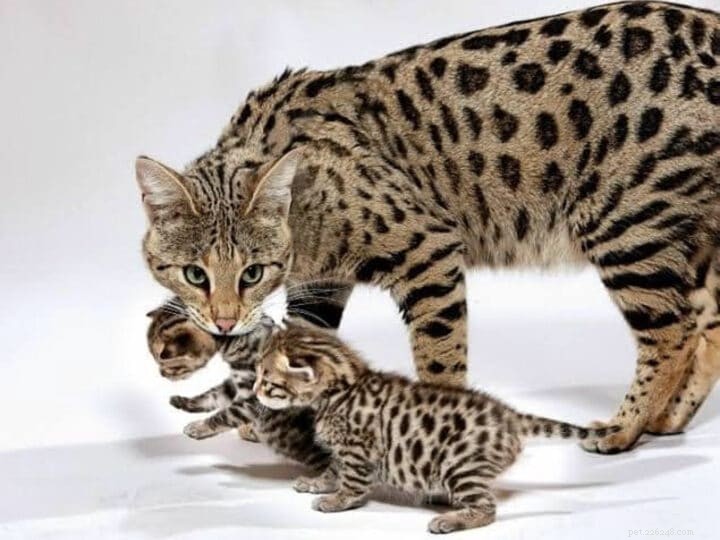 Top 23 Most Luxurious and Expensive Cat Breeds Around the World