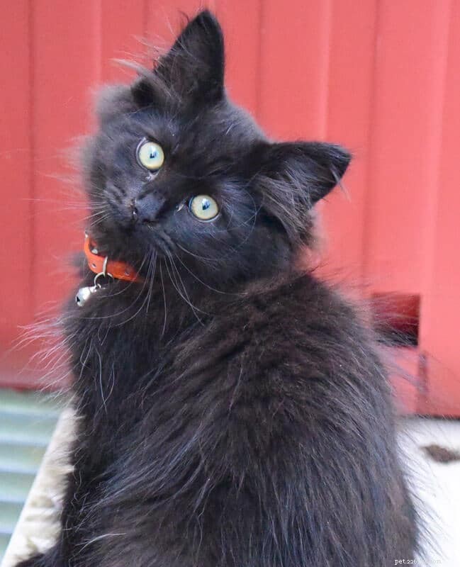 Top 23 Most Luxurious and Expensive Cat Breeds Around the World