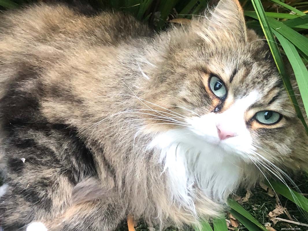 Top 23 Most Luxurious and Expensive Cat Breeds Around the World