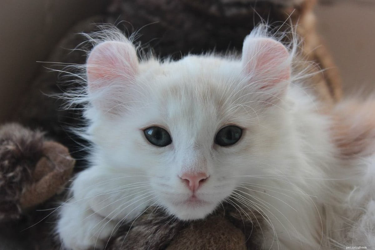 Top 23 Most Luxurious and Expensive Cat Breeds Around the World