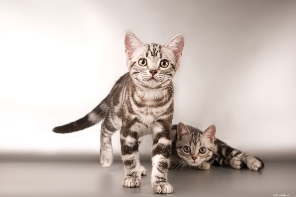 Top 23 Most Luxurious and Expensive Cat Breeds Around the World