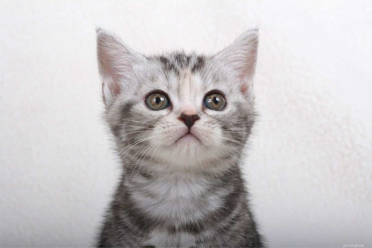 Top 23 Most Luxurious and Expensive Cat Breeds Around the World