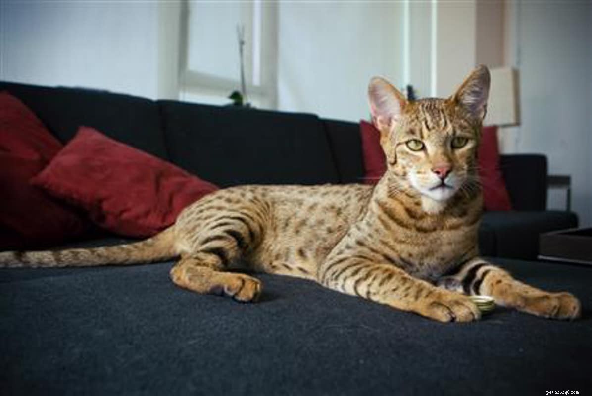 Top 23 Most Luxurious and Expensive Cat Breeds Around the World