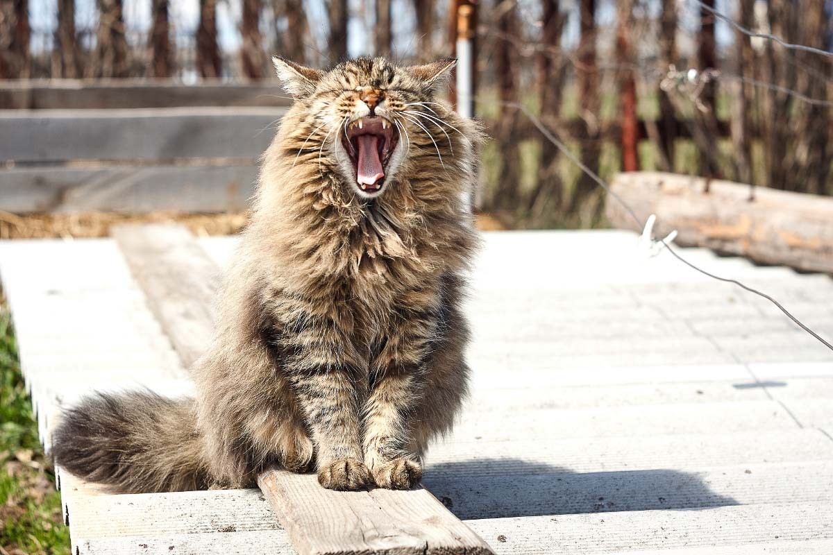 Siberian Cat Personality: 11 Dog-Like Traits That Make Them Uniquely Playful