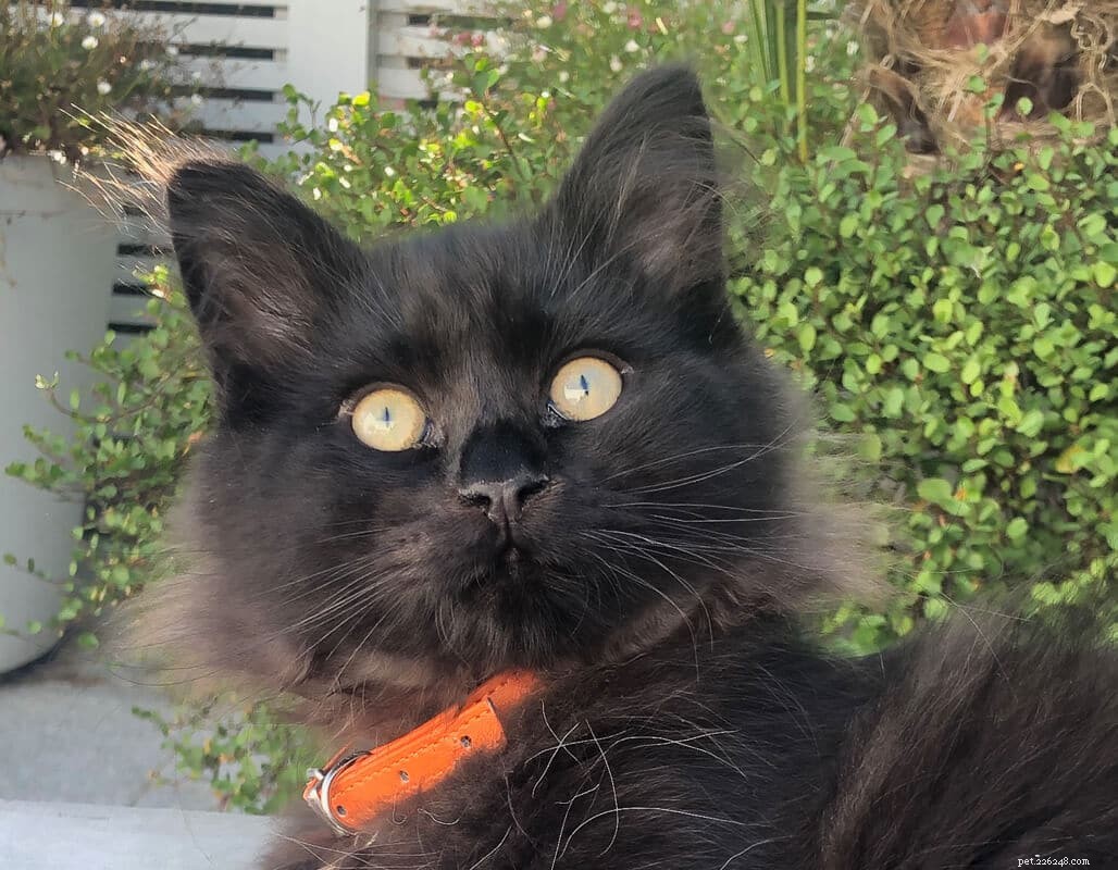 Siberian Cat Personality: 11 Dog-Like Traits That Make Them Uniquely Playful