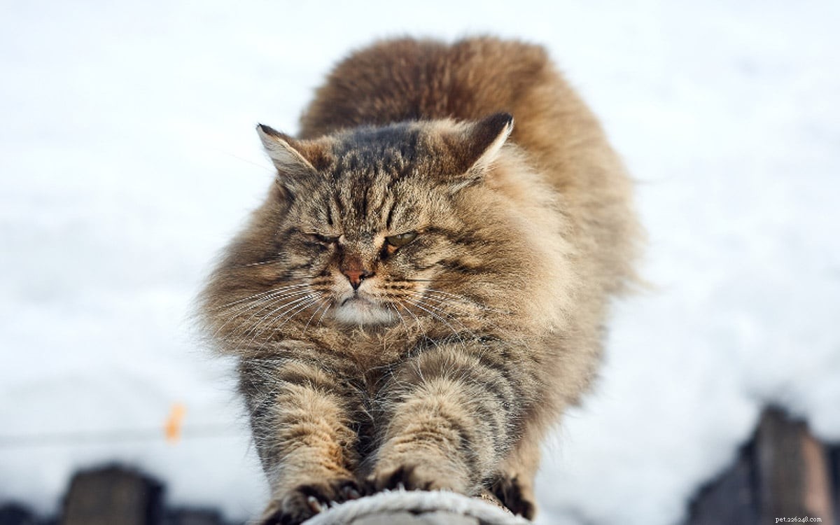 Siberian Cat Personality: 11 Dog-Like Traits That Make Them Uniquely Playful