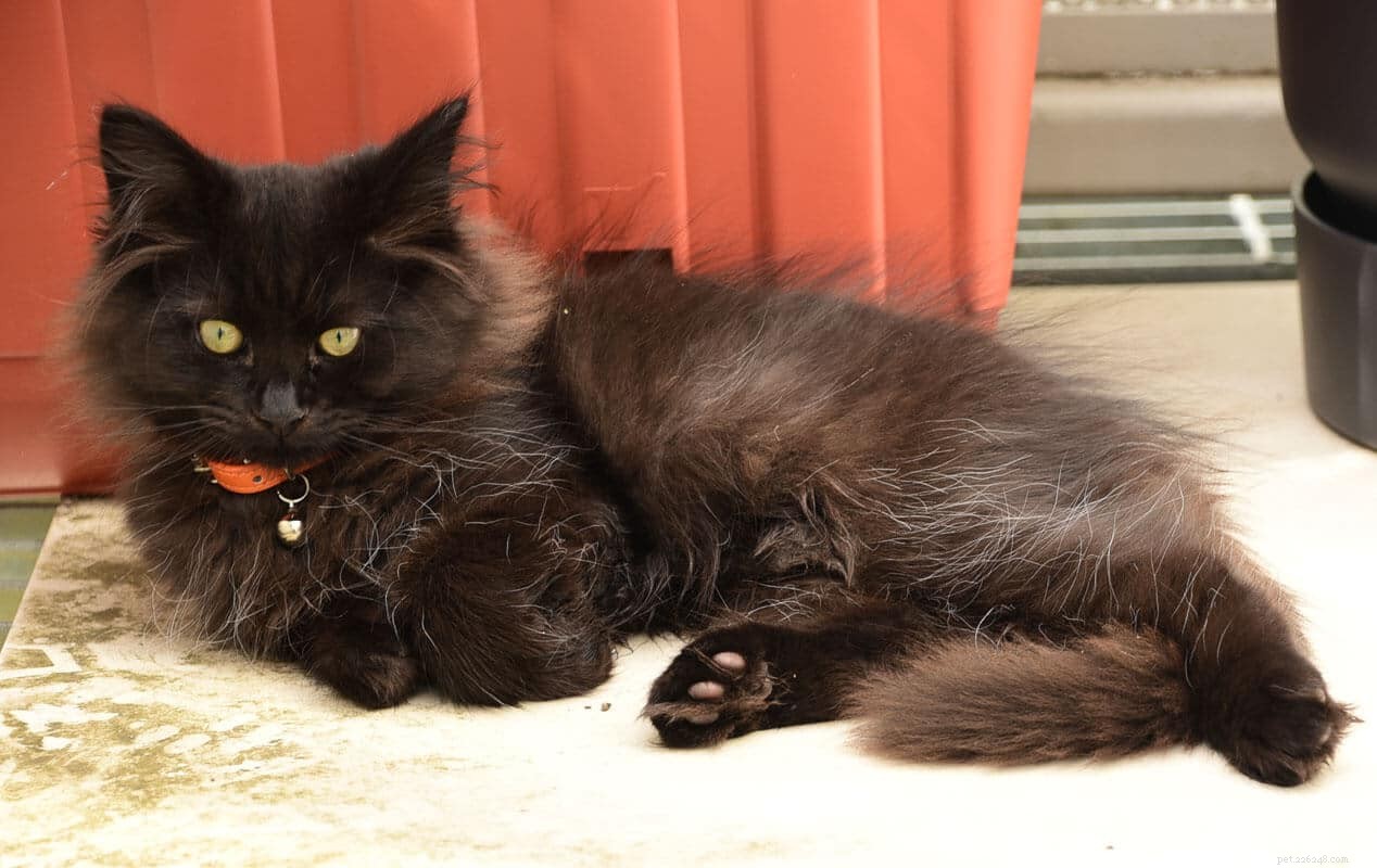 Siberian Cat Personality: 11 Dog-Like Traits That Make Them Uniquely Playful