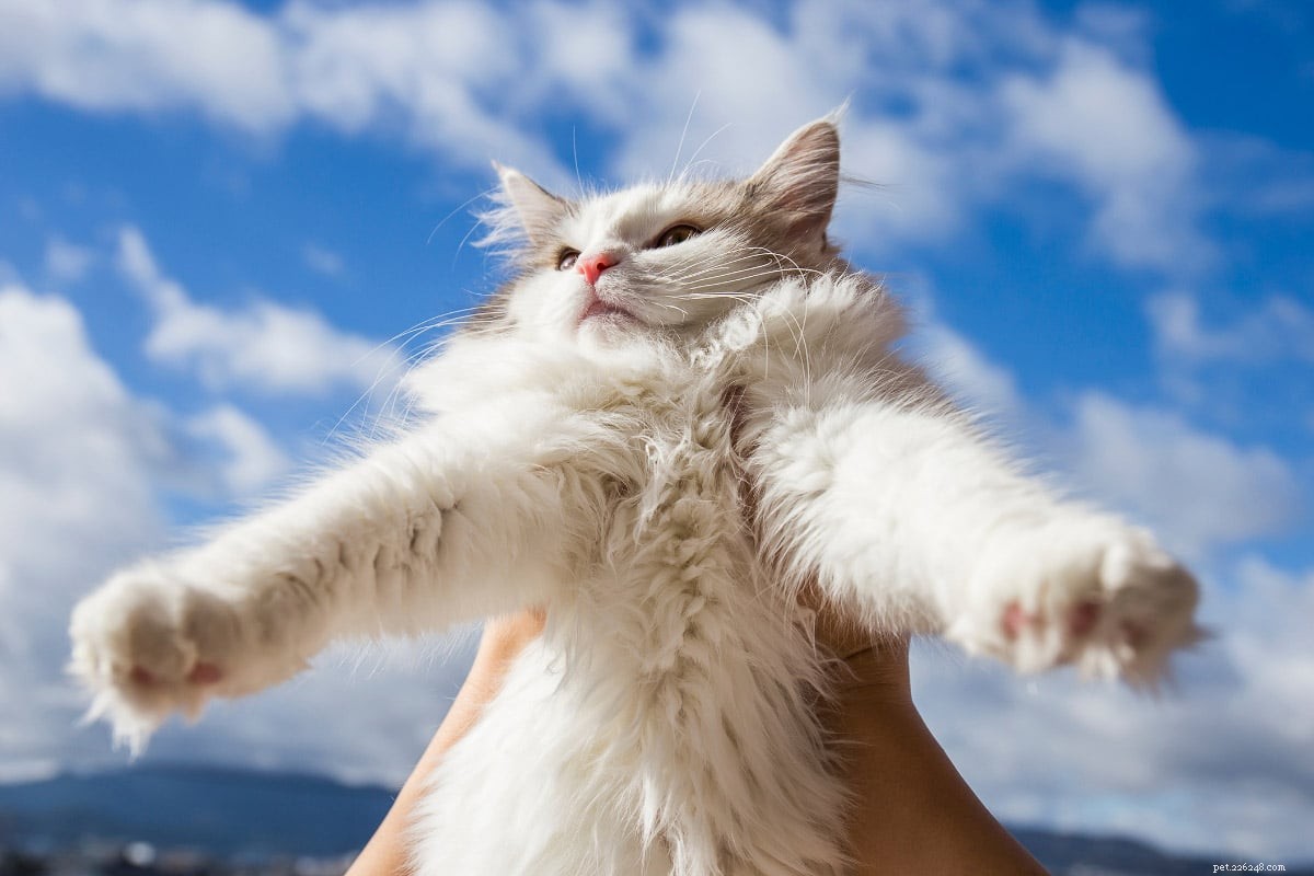 Norwegian Forest Cat vs. Maine Coon: Key Differences & Similarities for Prospective Owners