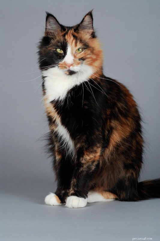 Norwegian Forest Cat vs. Maine Coon: Key Differences & Similarities for Prospective Owners