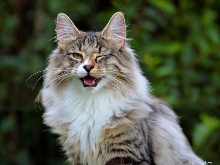Norwegian Forest Cat vs. Maine Coon: Key Differences & Similarities for Prospective Owners