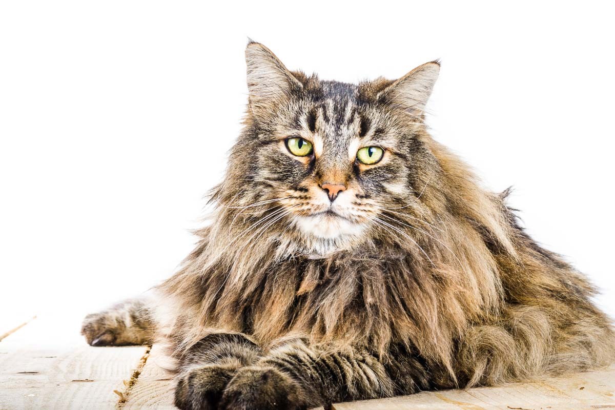 Norwegian Forest Cat vs. Maine Coon: Key Differences & Similarities for Prospective Owners