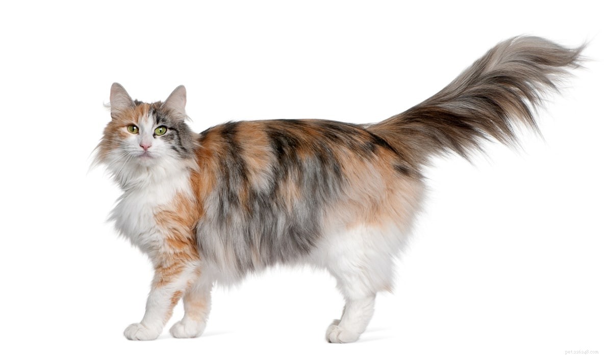 Norwegian Forest Cat vs. Maine Coon: Key Differences & Similarities for Prospective Owners
