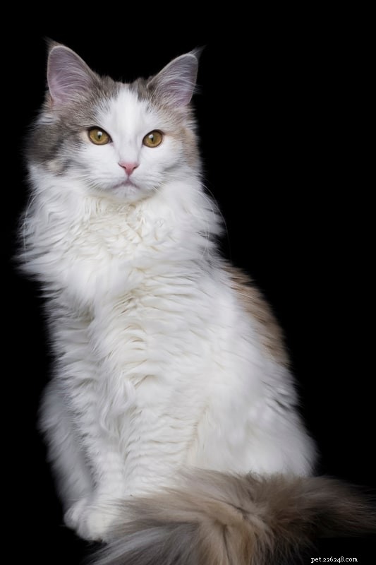 Norwegian Forest Cat vs. Maine Coon: Key Differences & Similarities for Prospective Owners