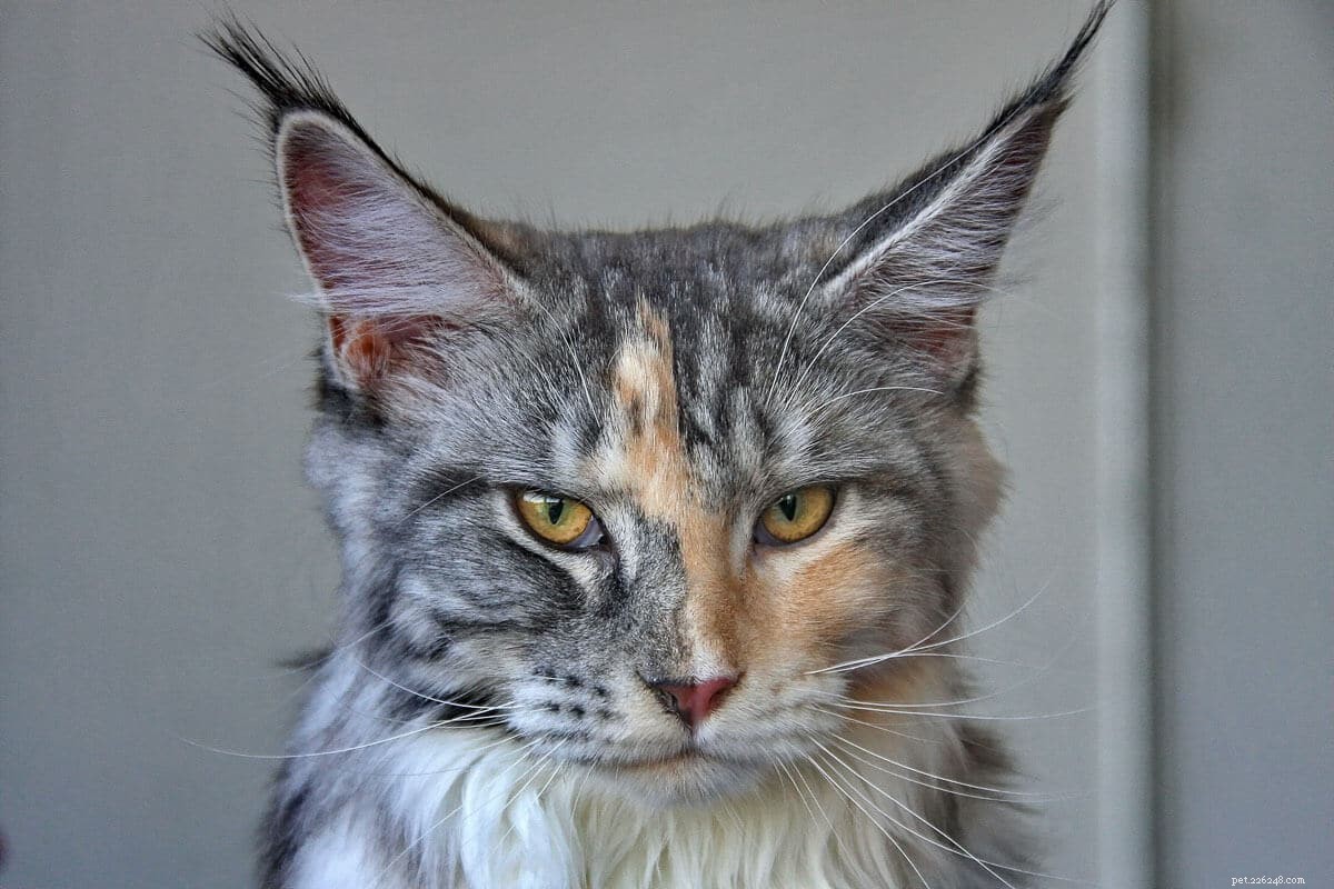 Norwegian Forest Cat vs. Maine Coon: Key Differences & Similarities for Prospective Owners
