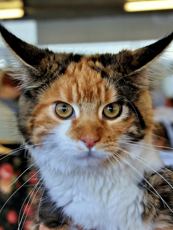 Norwegian Forest Cat vs. Maine Coon: Key Differences & Similarities for Prospective Owners
