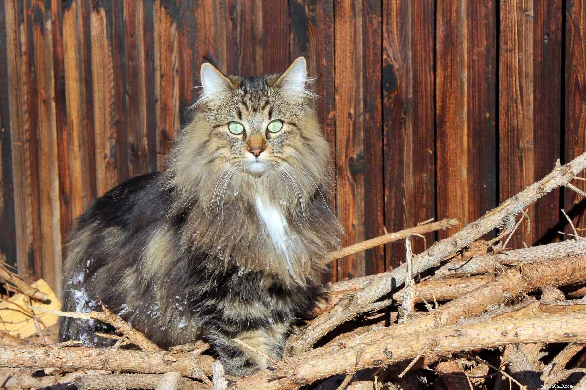 Norwegian Forest Cat vs. Maine Coon: Key Differences & Similarities for Prospective Owners