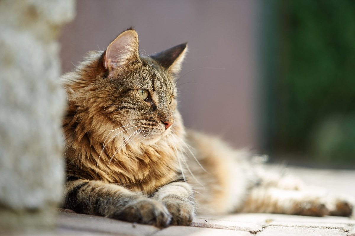 Norwegian Forest Cat vs. Maine Coon: Key Differences & Similarities for Prospective Owners