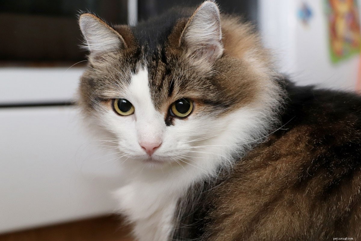 Norwegian Forest Cat vs. Maine Coon: Key Differences & Similarities for Prospective Owners