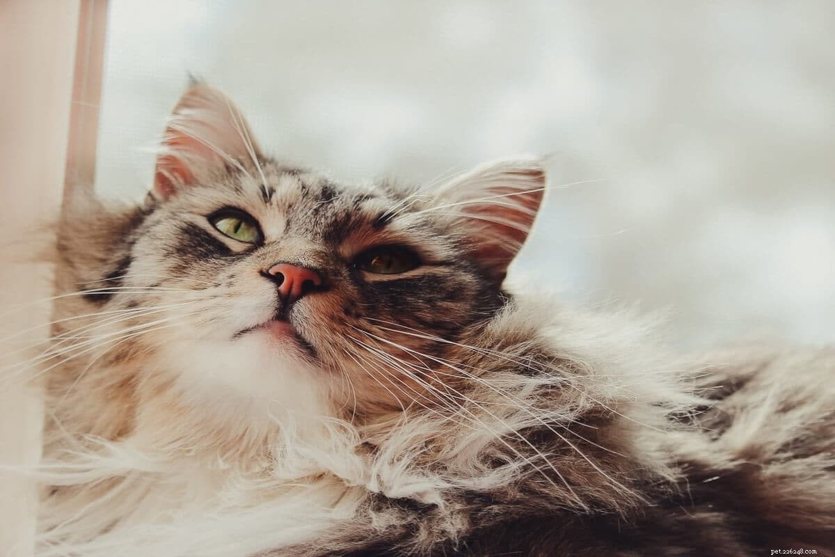 Norwegian Forest Cat vs. Maine Coon: Key Differences & Similarities for Prospective Owners