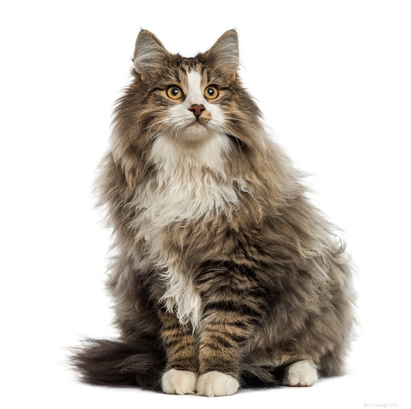 Norwegian Forest Cat vs. Maine Coon: Key Differences & Similarities for Prospective Owners