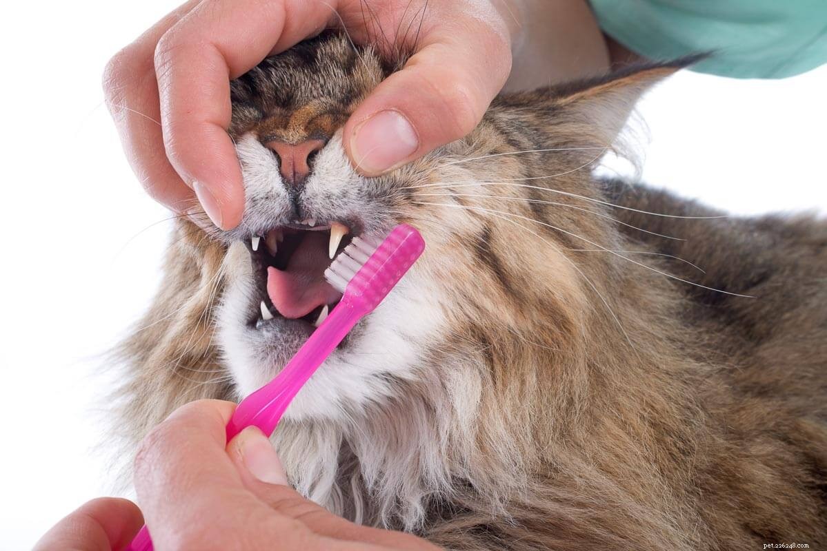 Norwegian Forest Cat vs. Maine Coon: Key Differences & Similarities for Prospective Owners