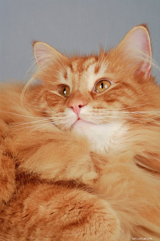 Norwegian Forest Cat vs. Maine Coon: Key Differences & Similarities for Prospective Owners