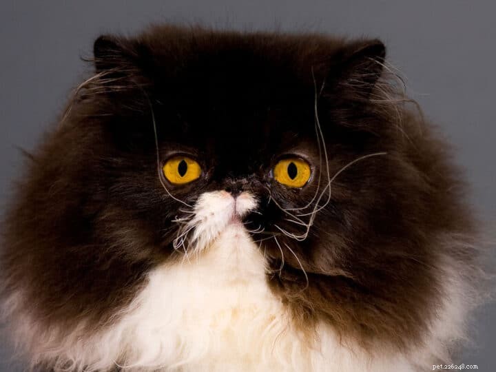 11 Popular Tuxedo Cat Breeds: Separating Fact from Fiction