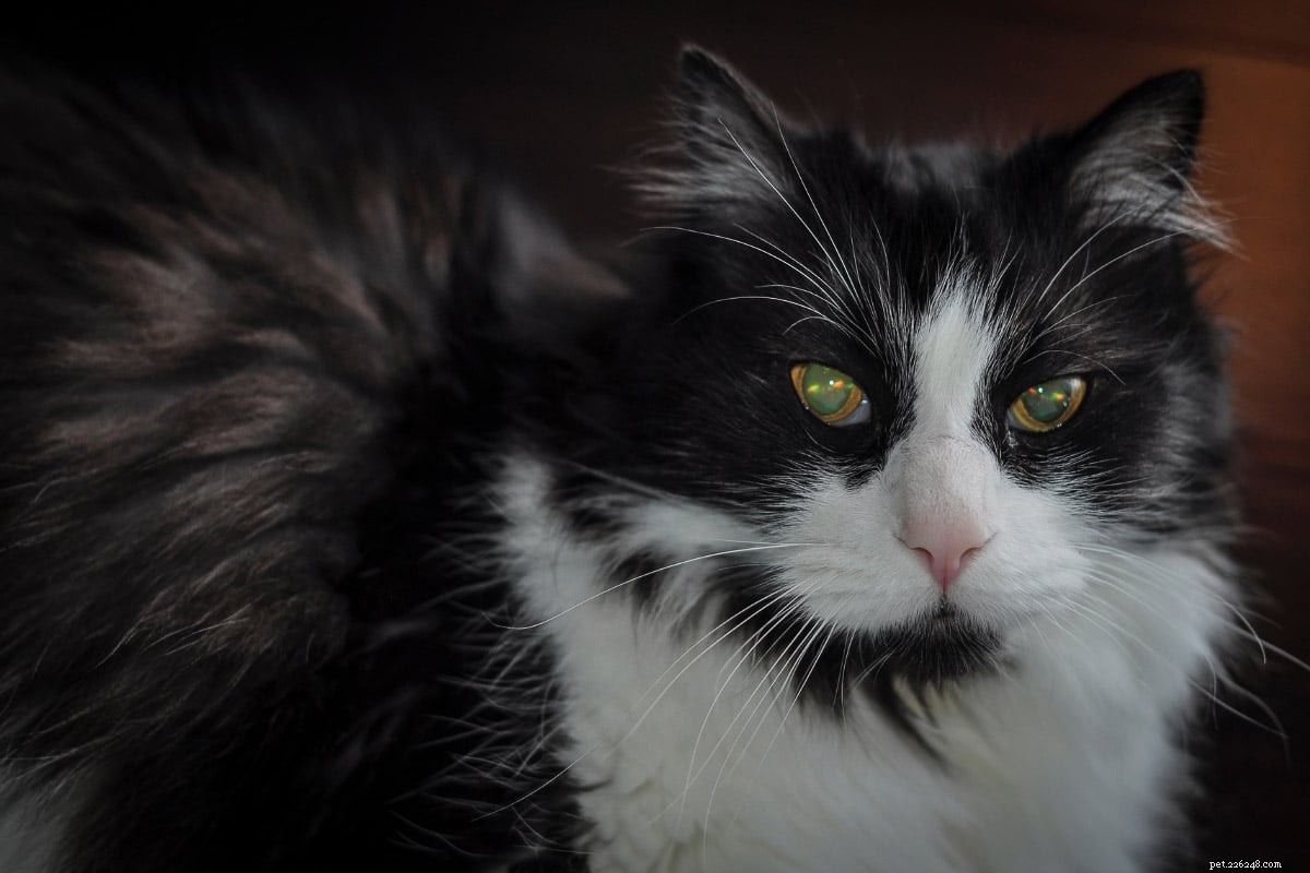 11 Popular Tuxedo Cat Breeds: Separating Fact from Fiction