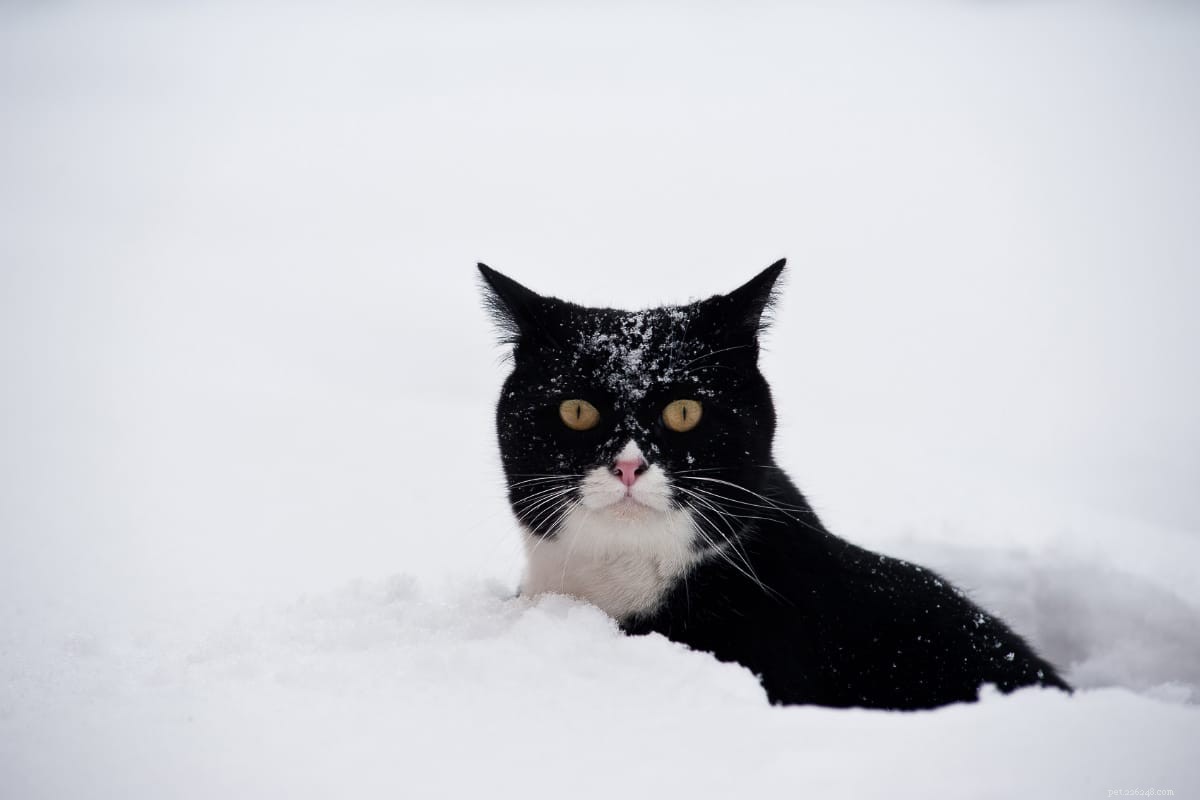 11 Popular Tuxedo Cat Breeds: Separating Fact from Fiction