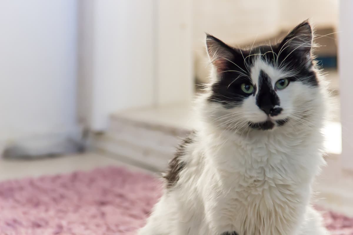 11 Popular Tuxedo Cat Breeds: Separating Fact from Fiction