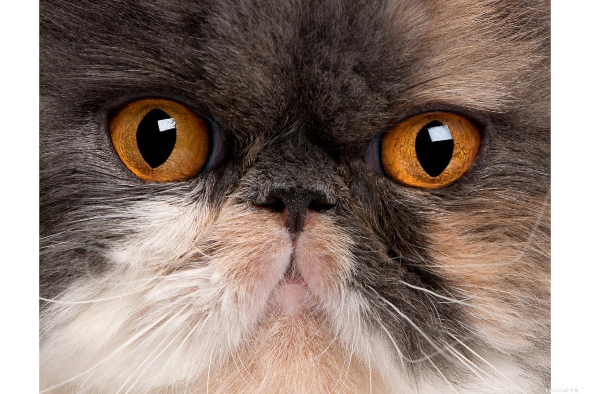 11 Popular Tuxedo Cat Breeds: Separating Fact from Fiction