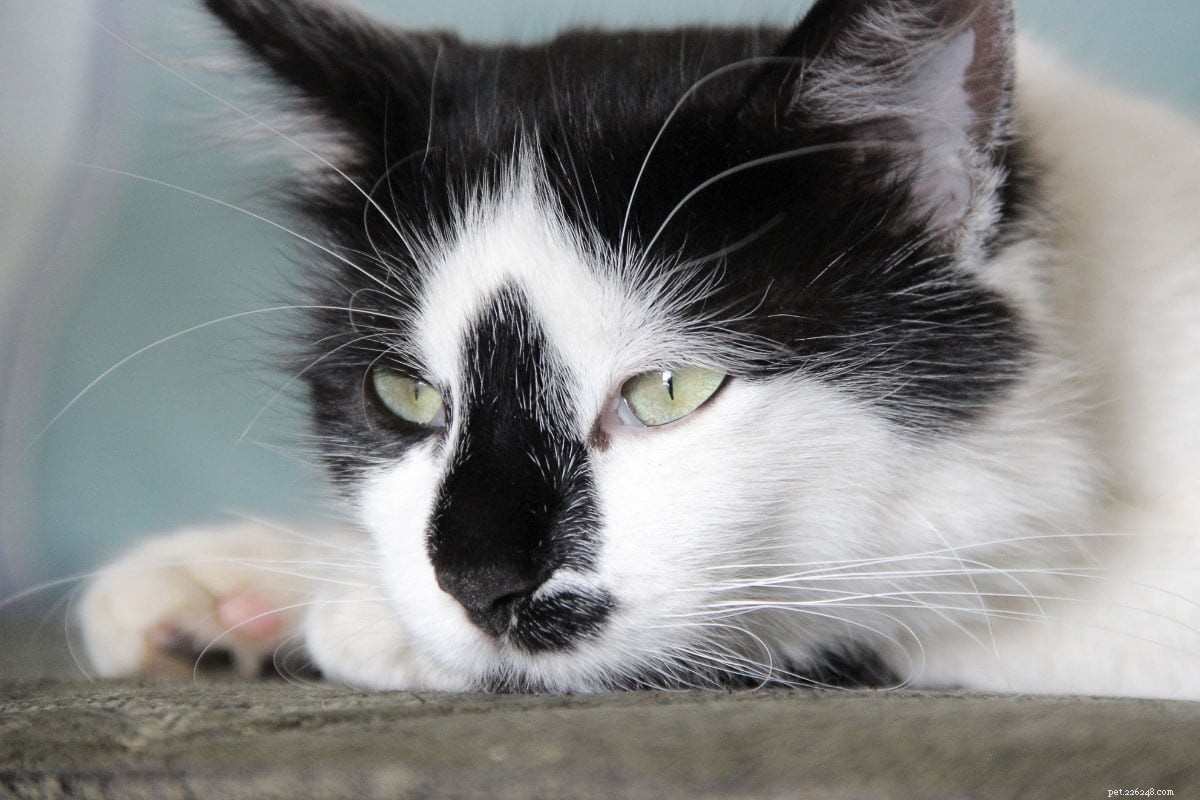 11 Popular Tuxedo Cat Breeds: Separating Fact from Fiction