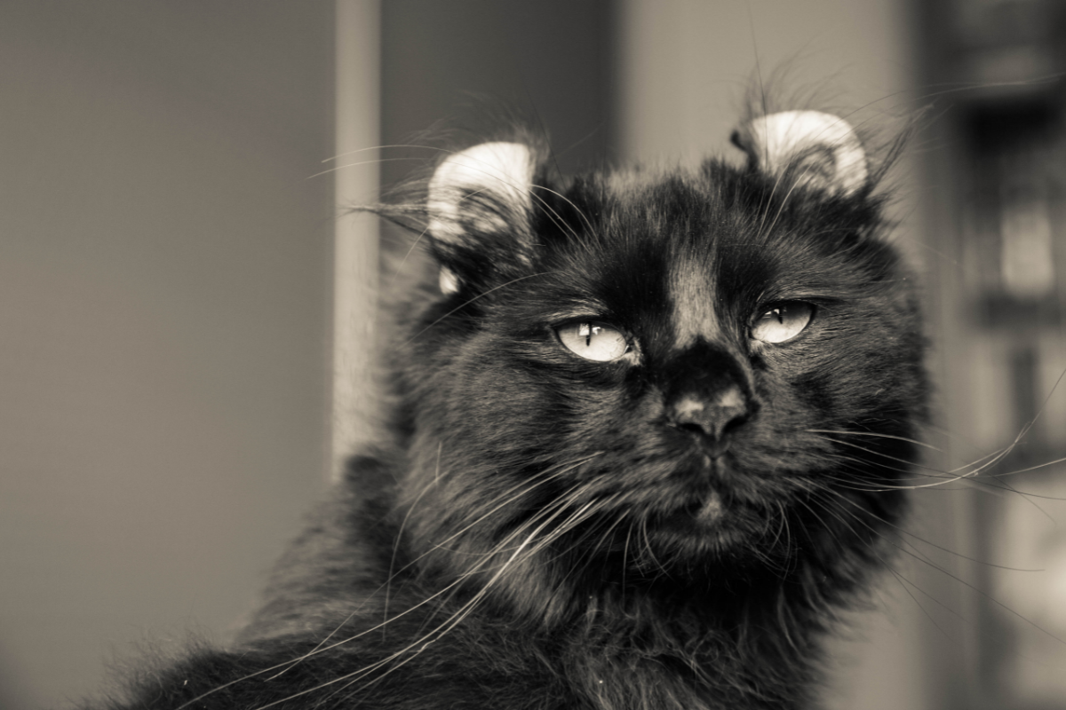 11 Popular Tuxedo Cat Breeds: Separating Fact from Fiction