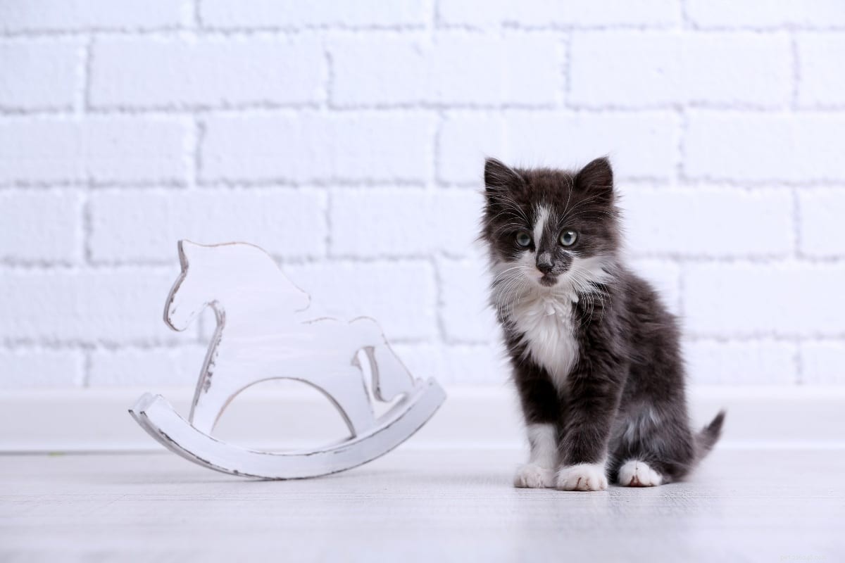 11 Popular Tuxedo Cat Breeds: Separating Fact from Fiction