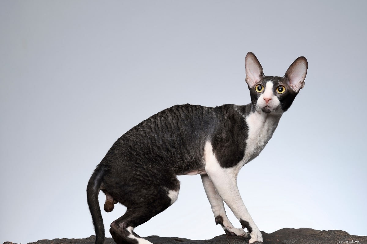 11 Popular Tuxedo Cat Breeds: Separating Fact from Fiction