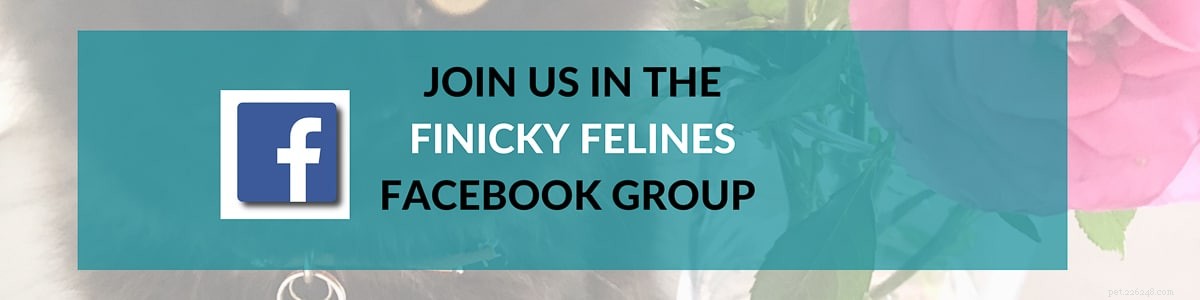 8 Orange Cat Breeds That Capture Garfield’s Iconic Charm