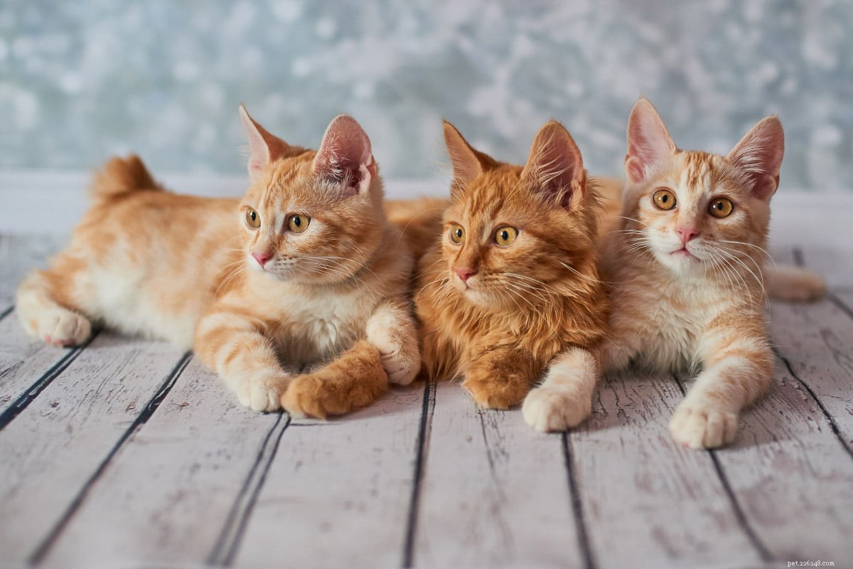 8 Orange Cat Breeds That Capture Garfield’s Iconic Charm