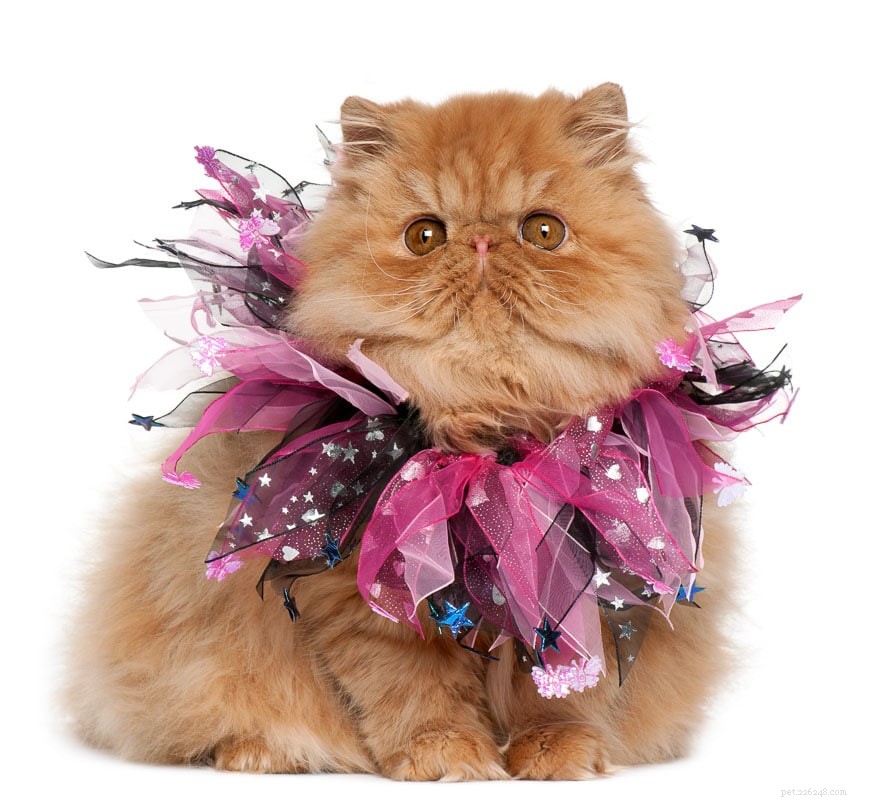 8 Orange Cat Breeds That Capture Garfield’s Iconic Charm