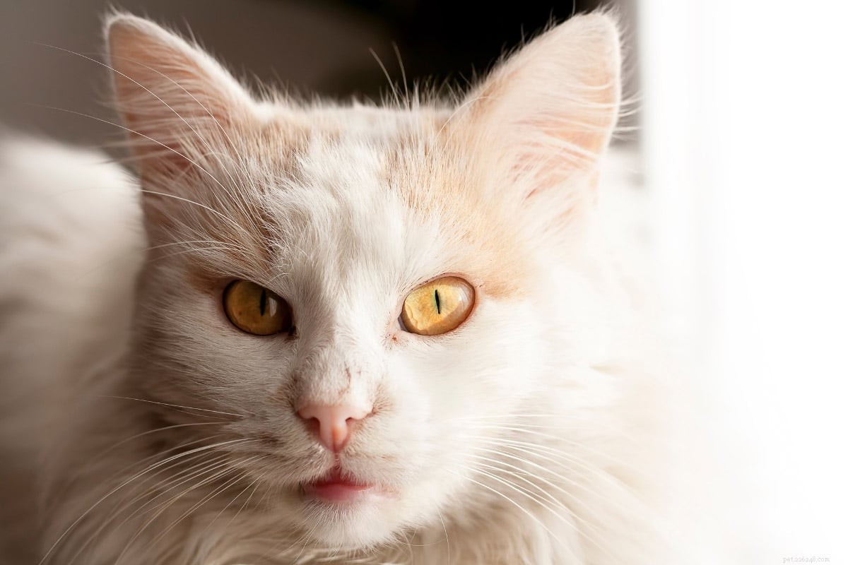8 Orange Cat Breeds That Capture Garfield’s Iconic Charm