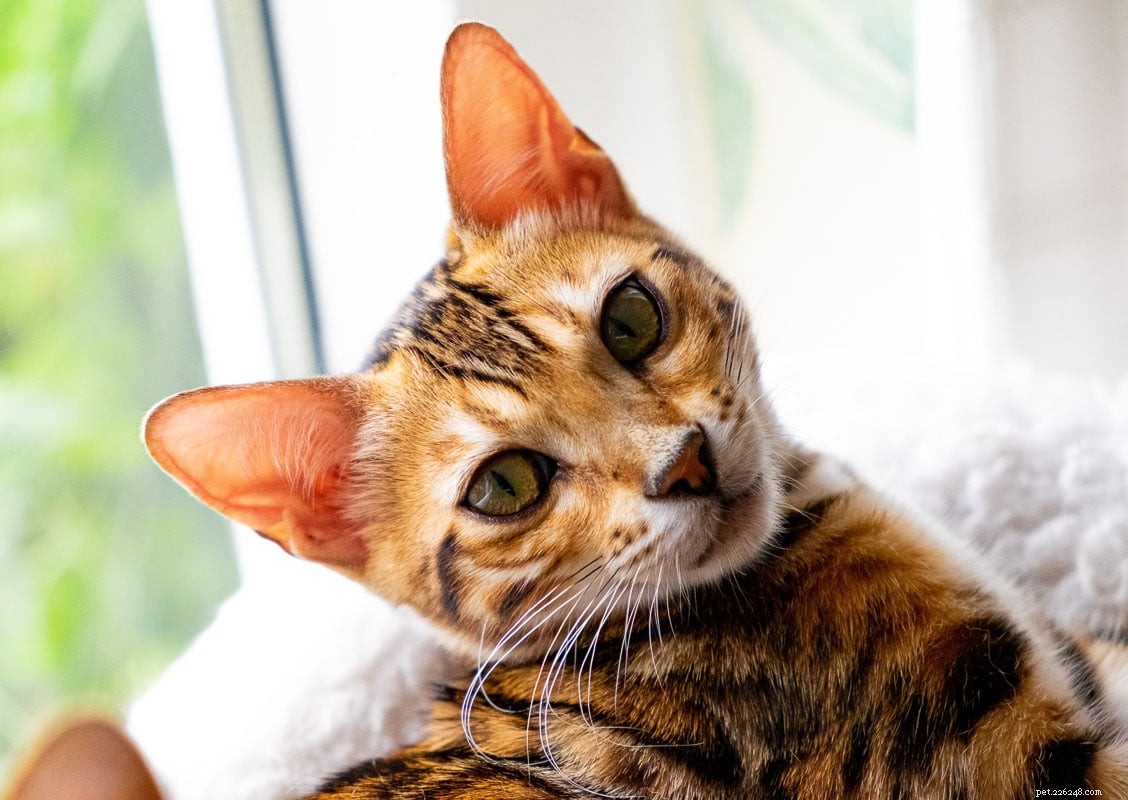 8 Orange Cat Breeds That Capture Garfield’s Iconic Charm