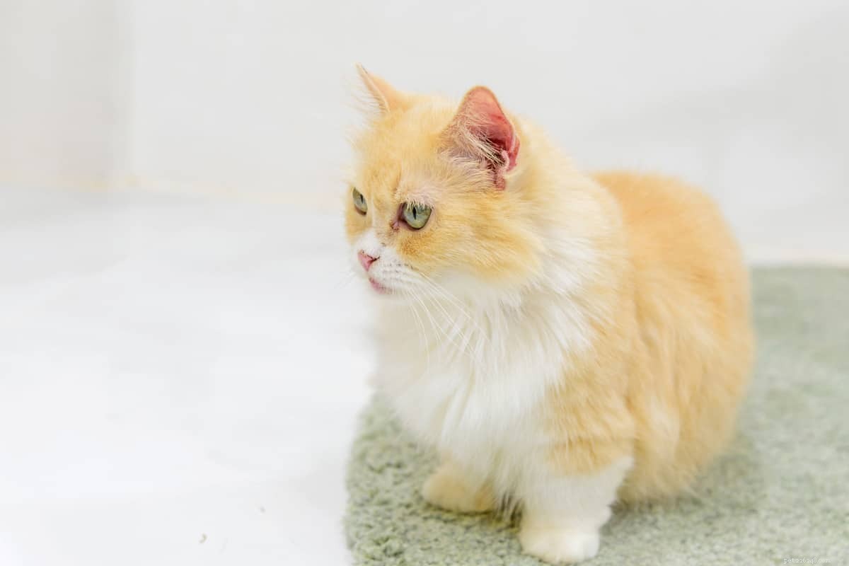 8 Orange Cat Breeds That Capture Garfield’s Iconic Charm