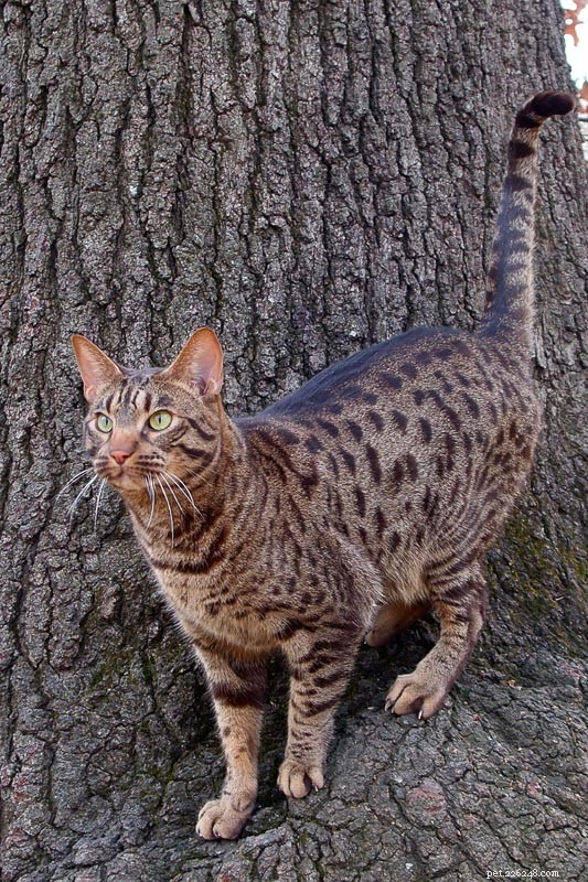 15 Gorgeous Big-Eared Cat Breeds That Will Melt Your Heart