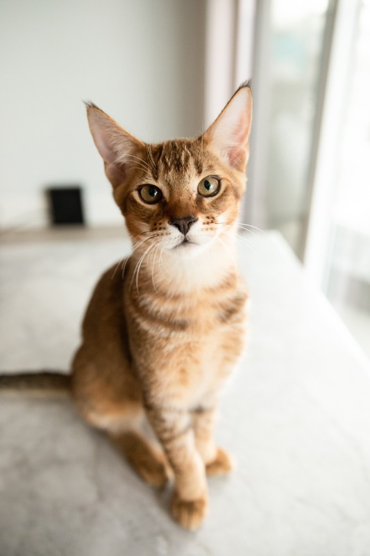 15 Gorgeous Big-Eared Cat Breeds That Will Melt Your Heart