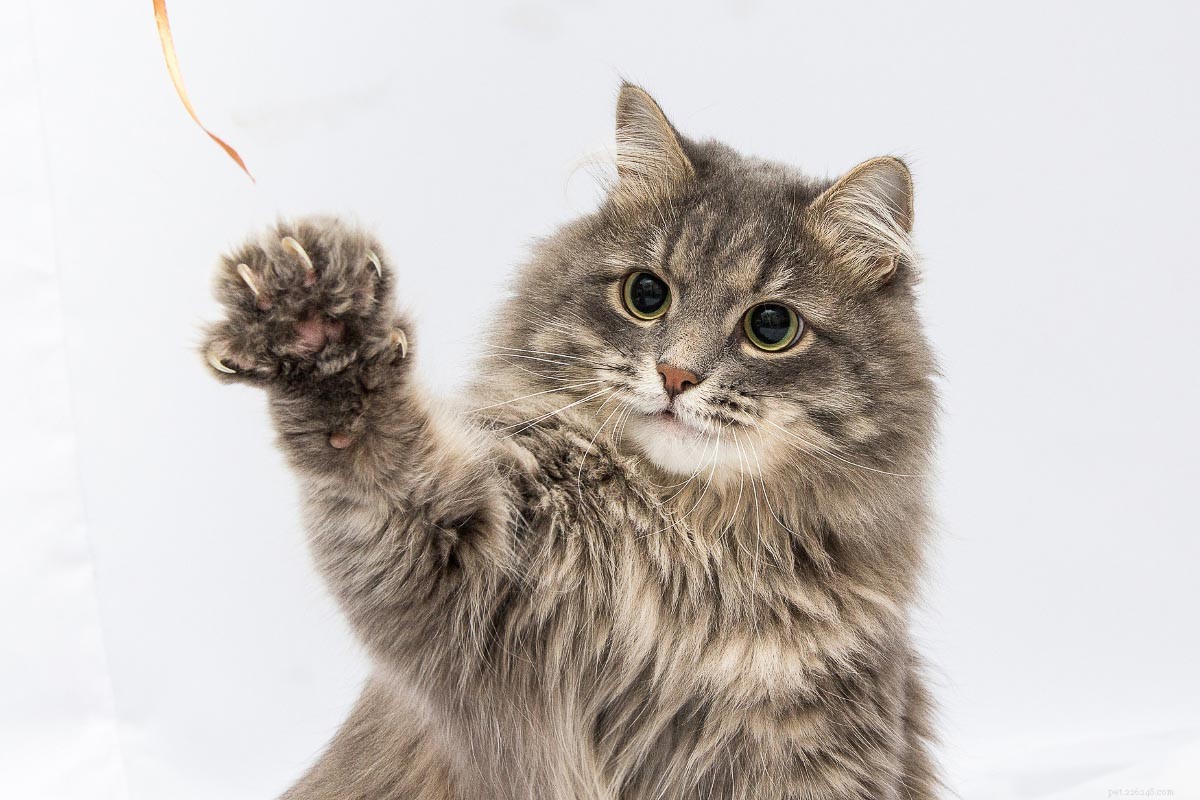 18 Must‑Love Cat Breeds That Are Truly Cool