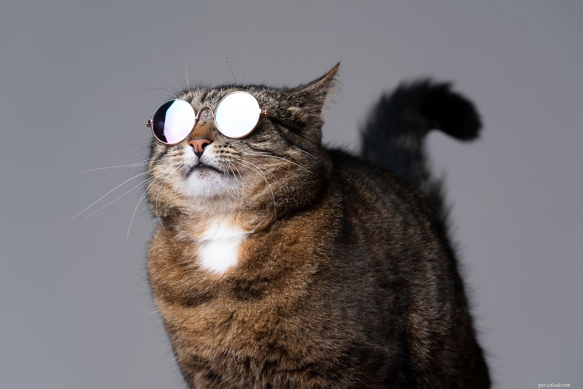 18 Must‑Love Cat Breeds That Are Truly Cool